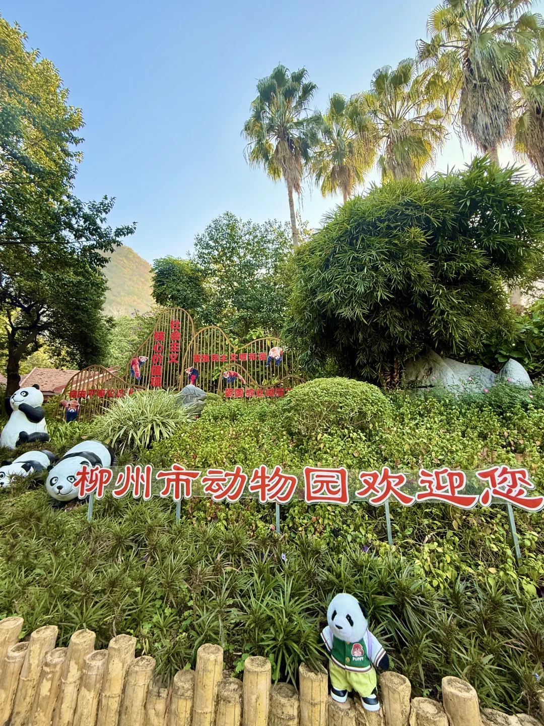 mini么去柳州动物园看大熊猫明浜&蜀琳