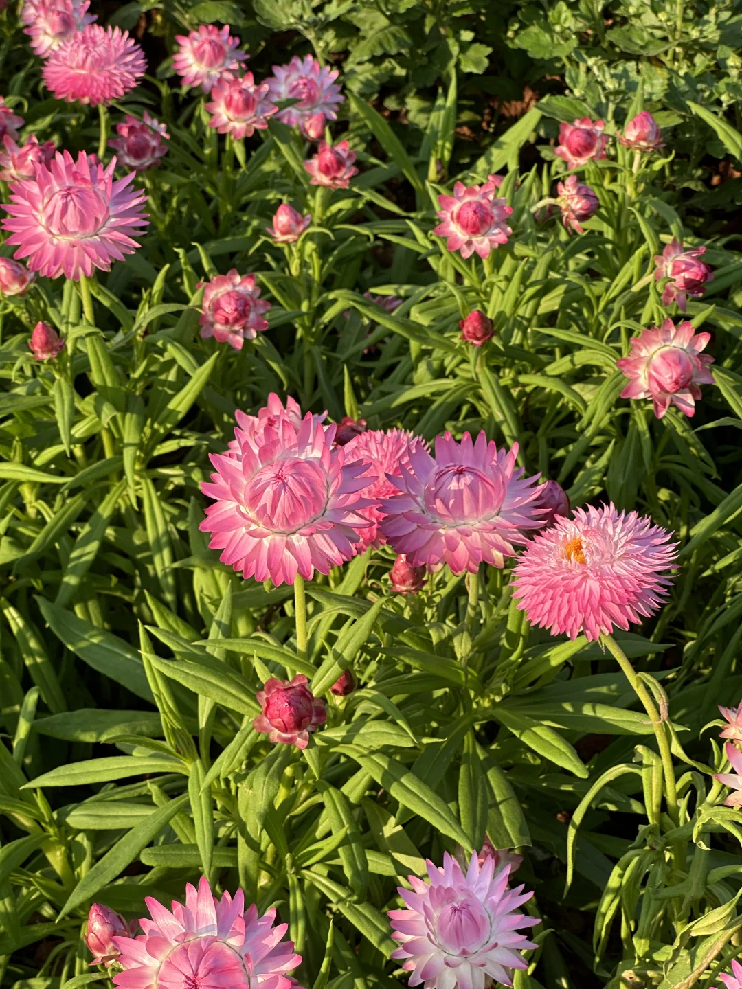 听说北方人这时候都很羡慕南方??