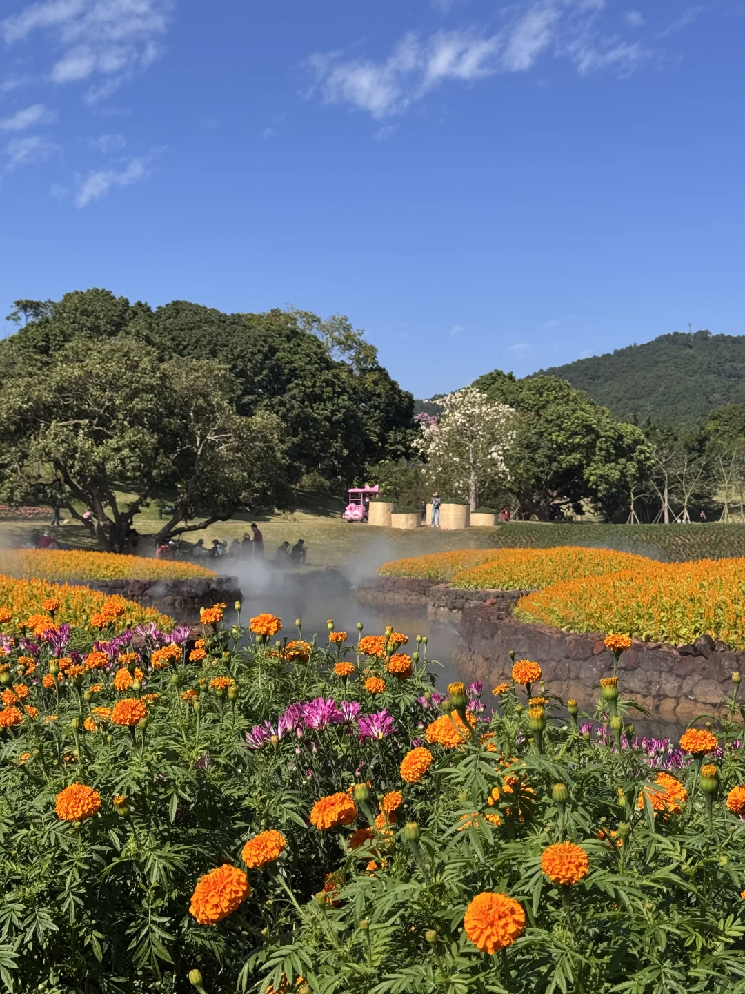 南宁菊花展！！第一梯队速报！！