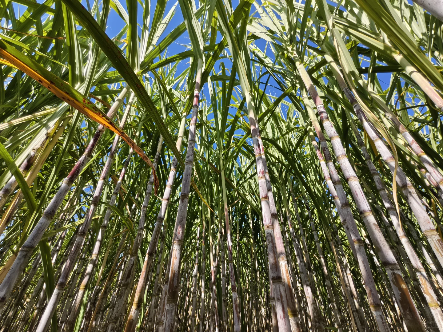 柳州鹿寨、中渡一日游