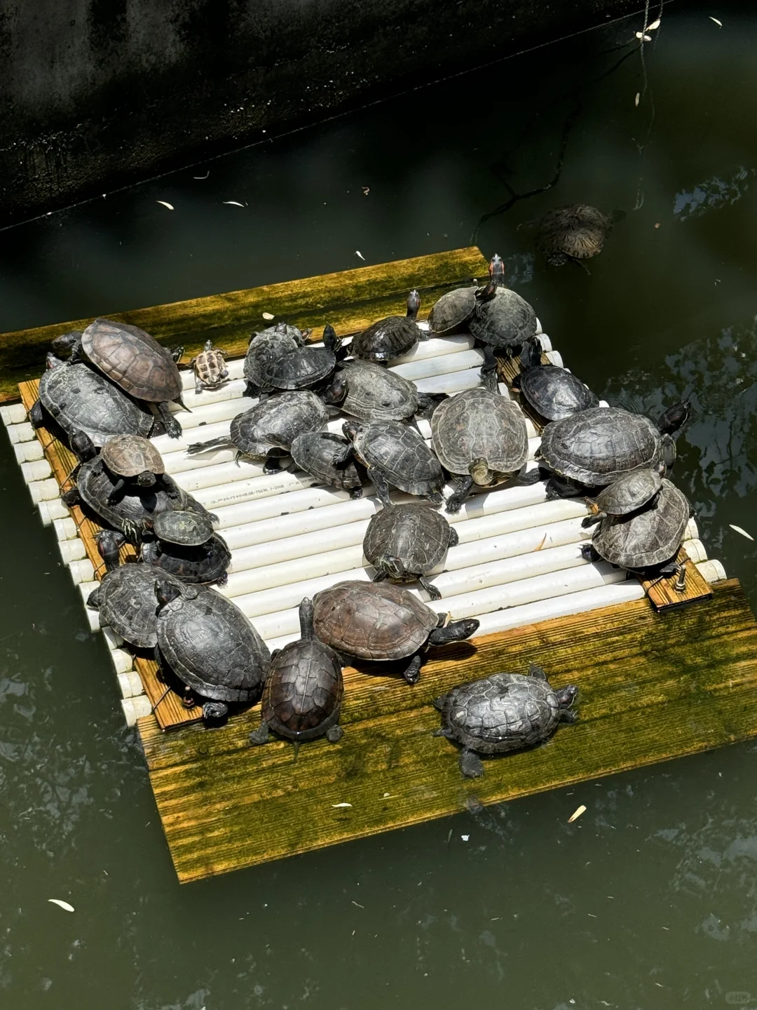 植物爱好者来南宁青秀山会激动的疯掉！