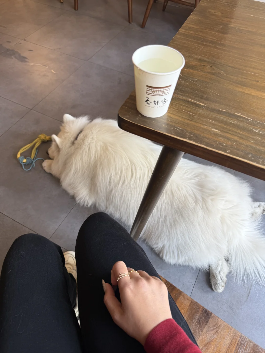 五刷柳州乔妹家🏠圣诞🎄皮肤上新，还有🐶