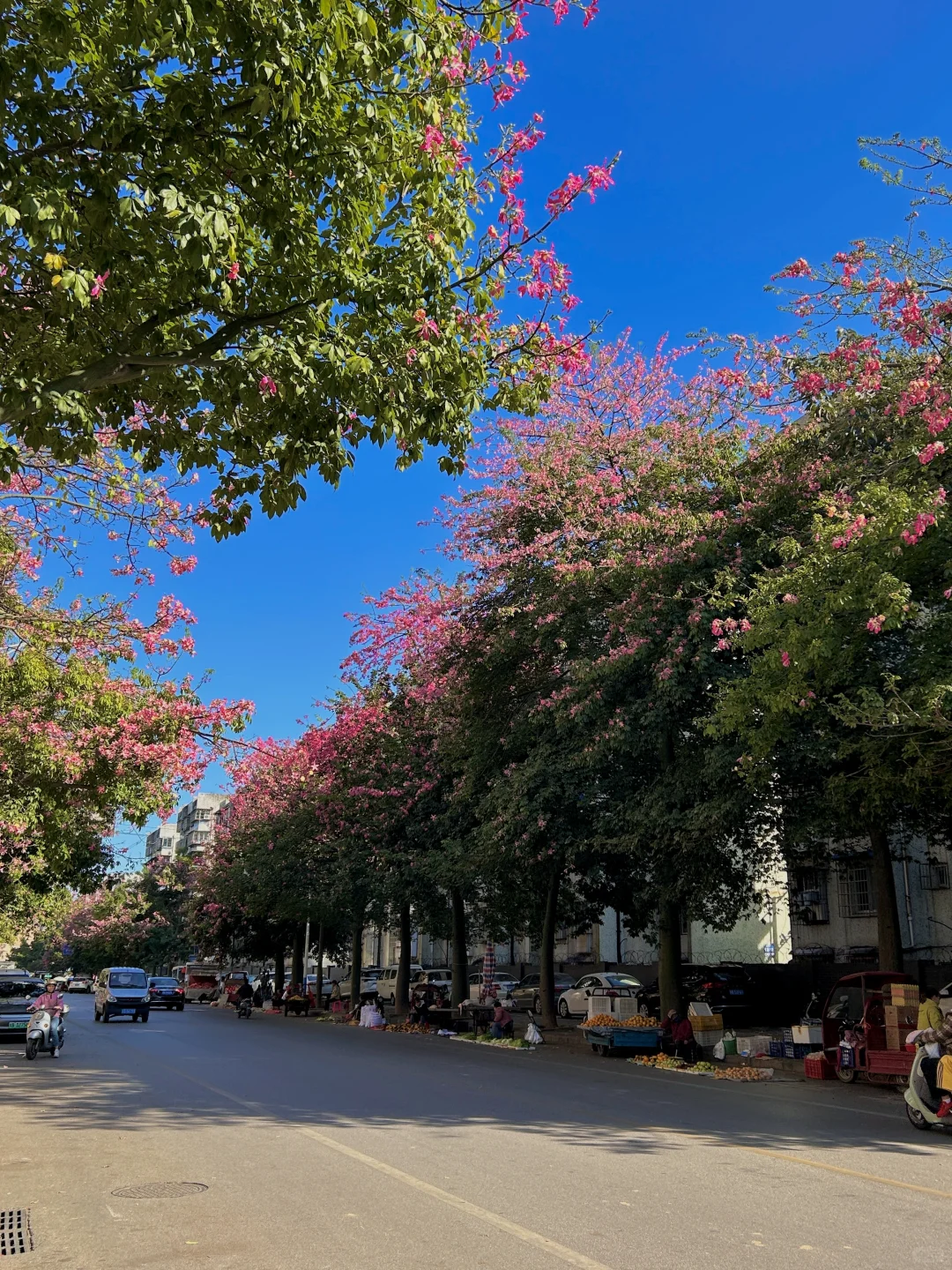 柳州11.13实况。。异木棉爆开啦！！