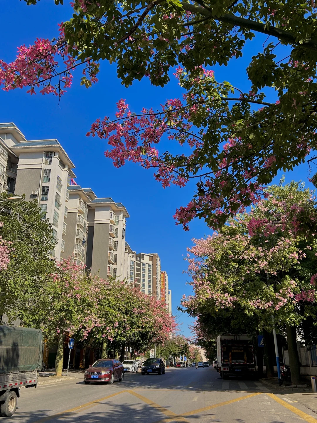 柳州11.13实况。。异木棉爆开啦！！