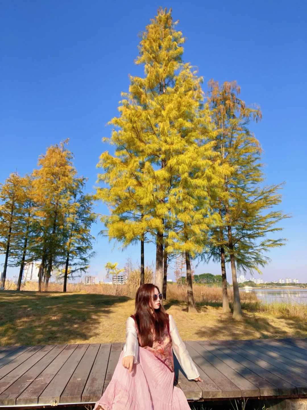 暖冬秋色🍂柳州龙湖公园水杉林