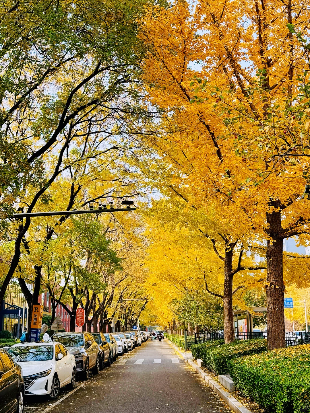 南宁周末两天赏秋攻略🍁看着一篇就够啦‼️