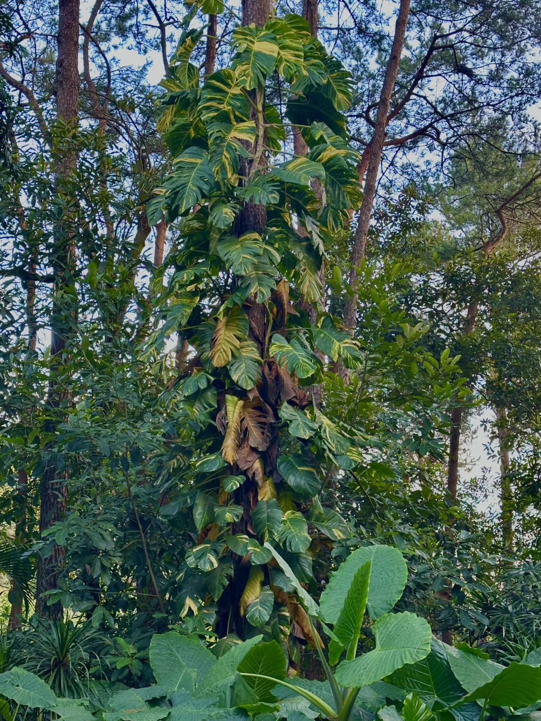 南宁唯一可以citywalk30000步的地方