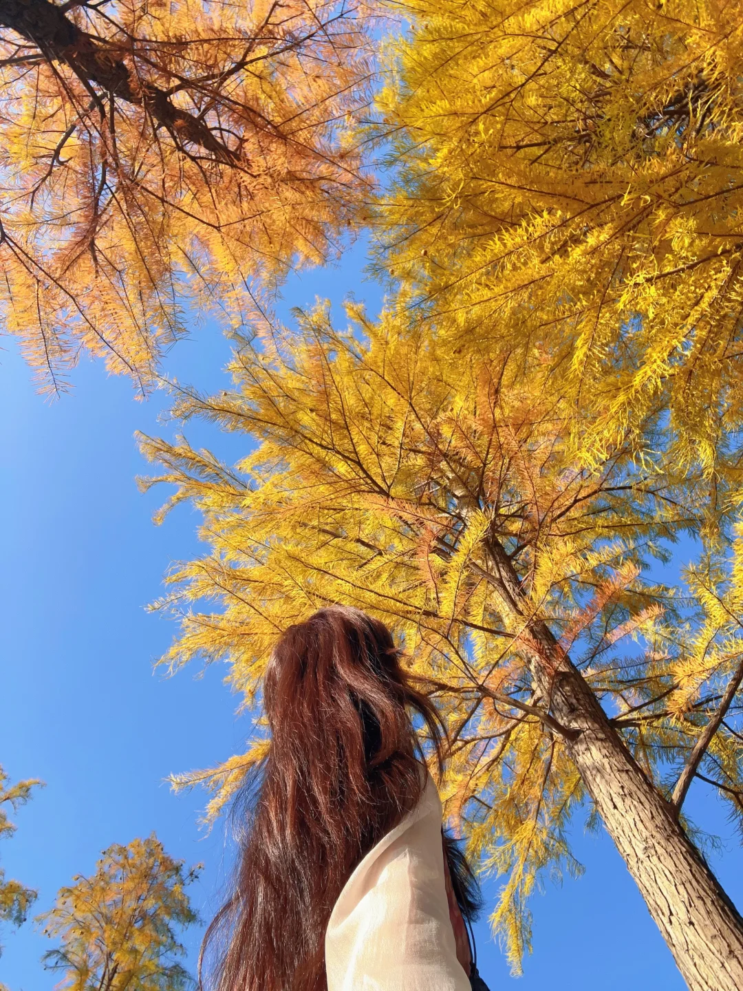 暖冬秋色🍂柳州龙湖公园水杉林