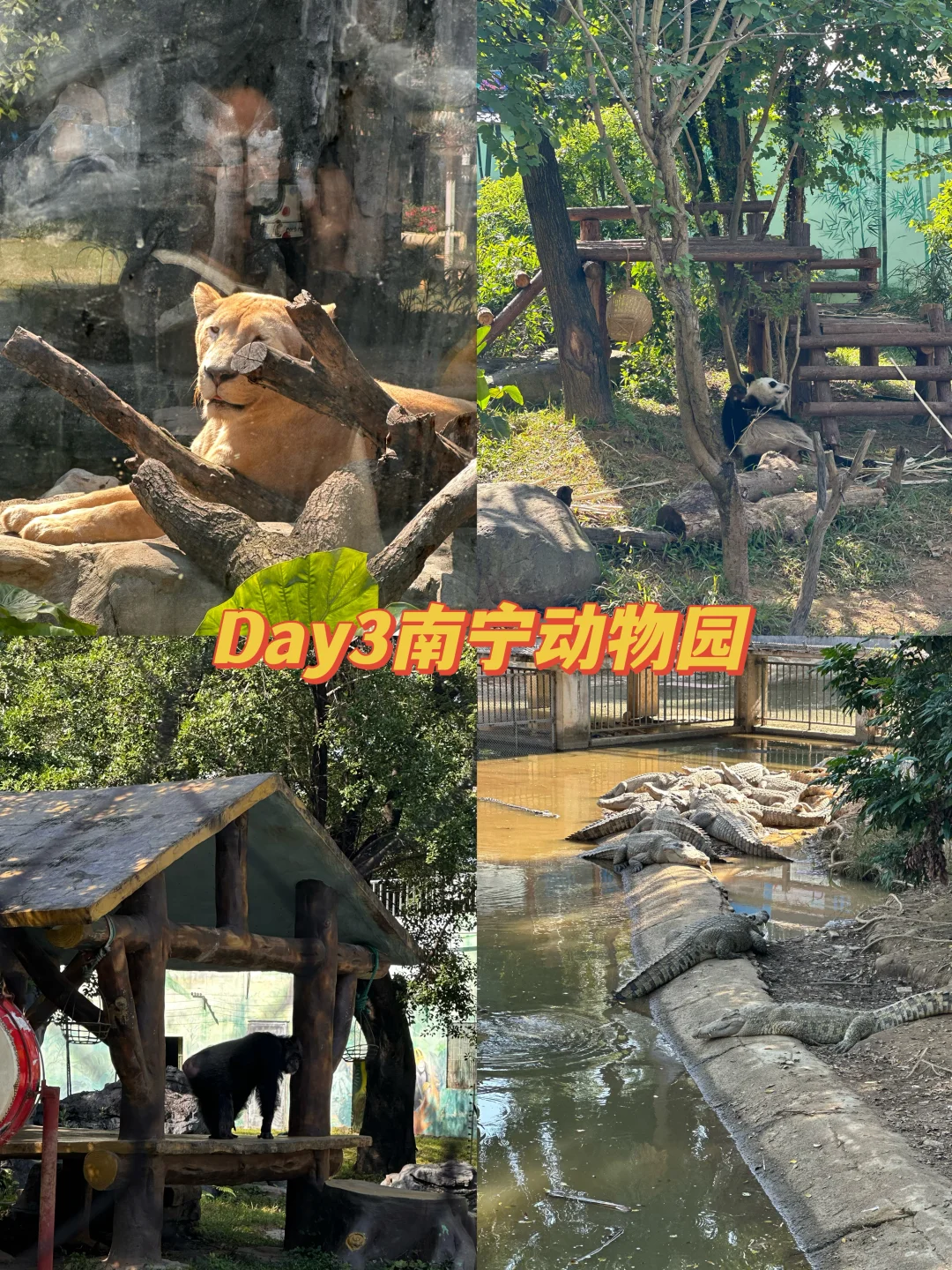 广西南宁三天两夜亲子游（特种兵勿入）🙅