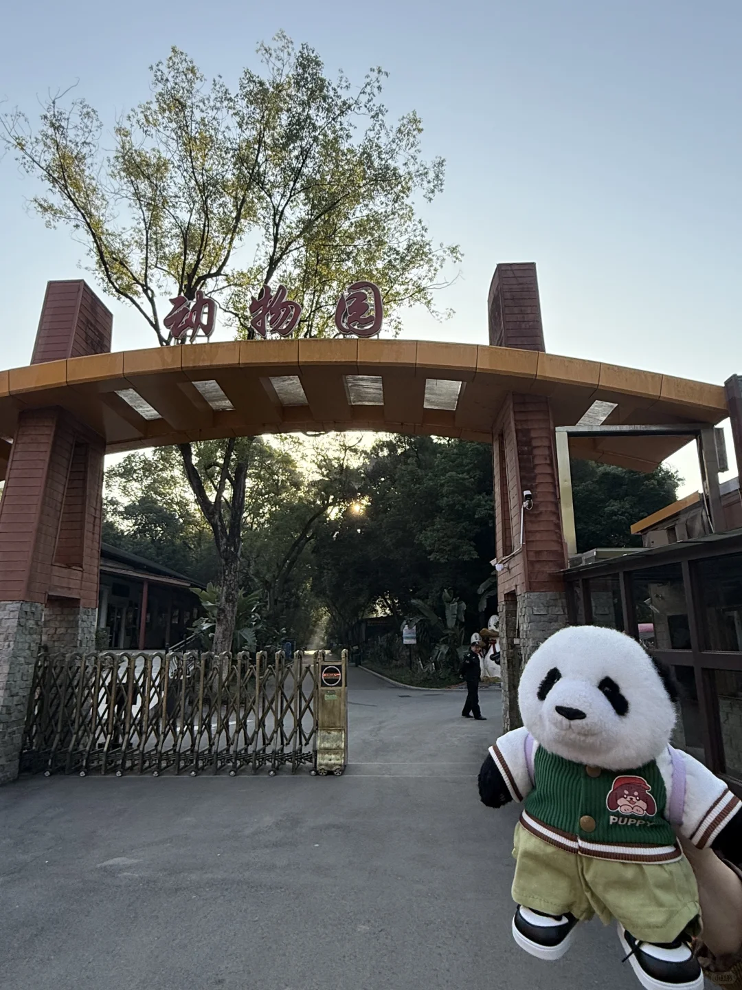 mini么去柳州动物园看大熊猫明浜&蜀琳