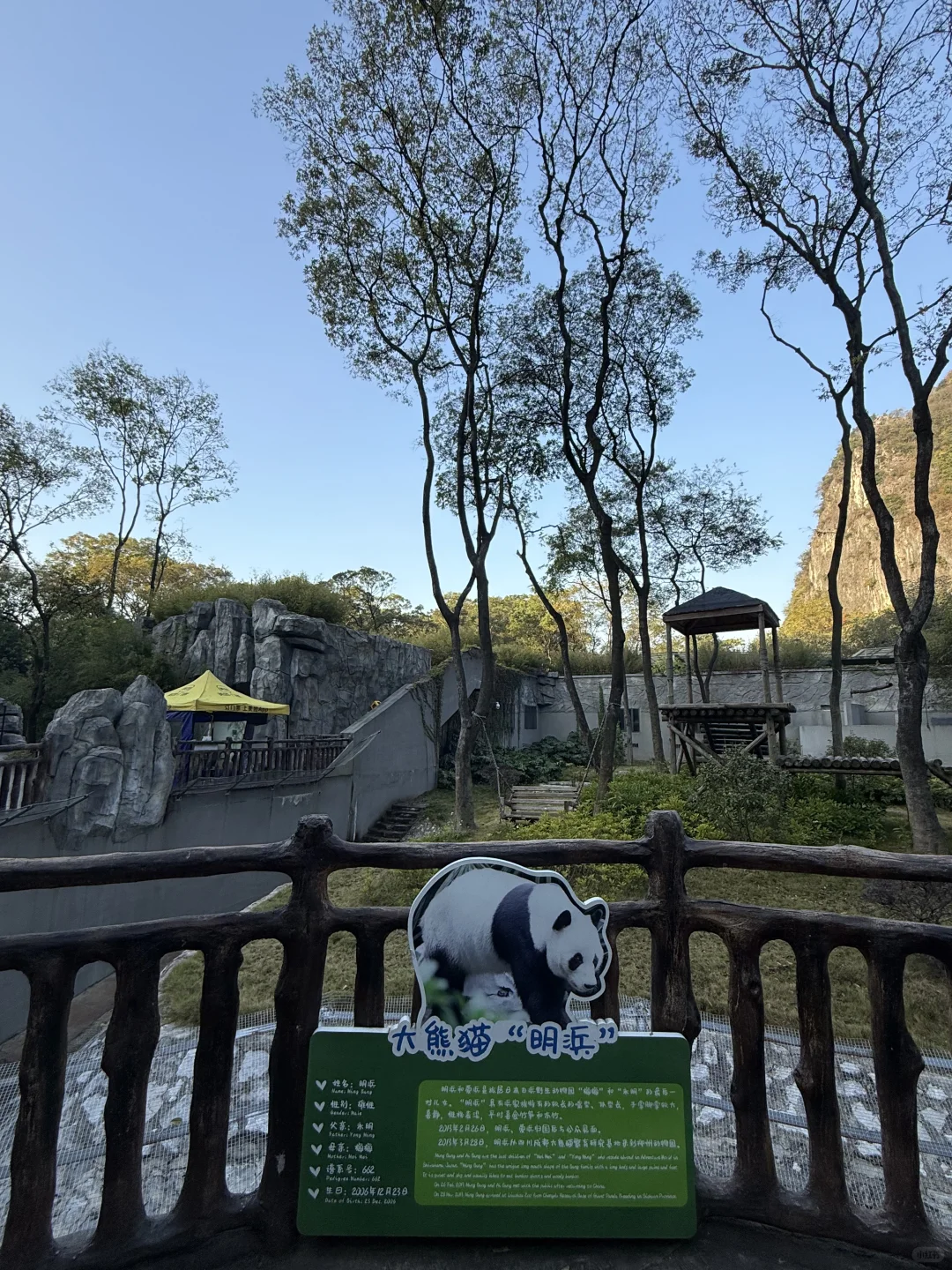 mini么去柳州动物园看大熊猫明浜&蜀琳