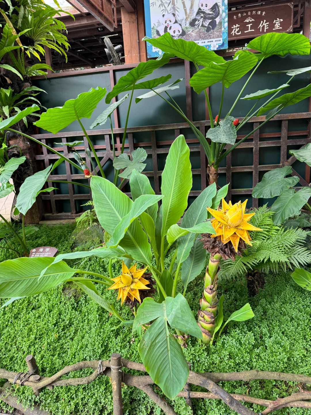 植物爱好者来南宁青秀山会激动的疯掉！