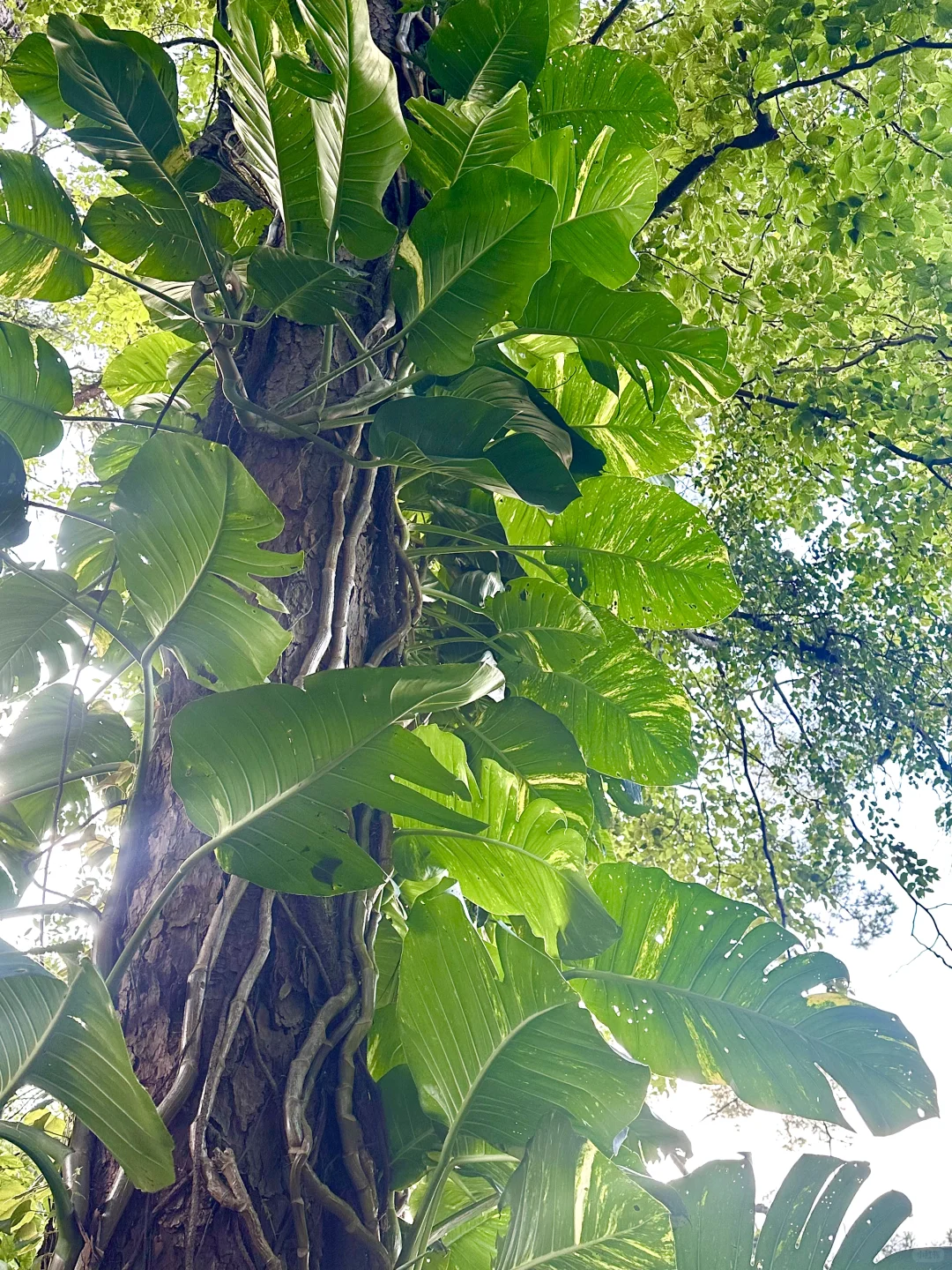 南宁唯一可以citywalk30000步的地方