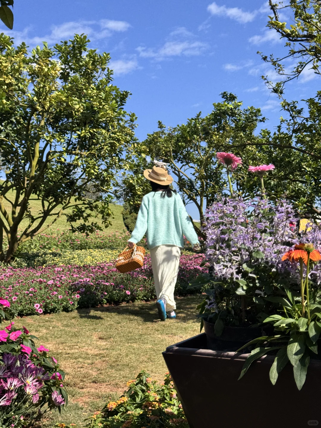 南宁菊花展！！第一梯队速报！！