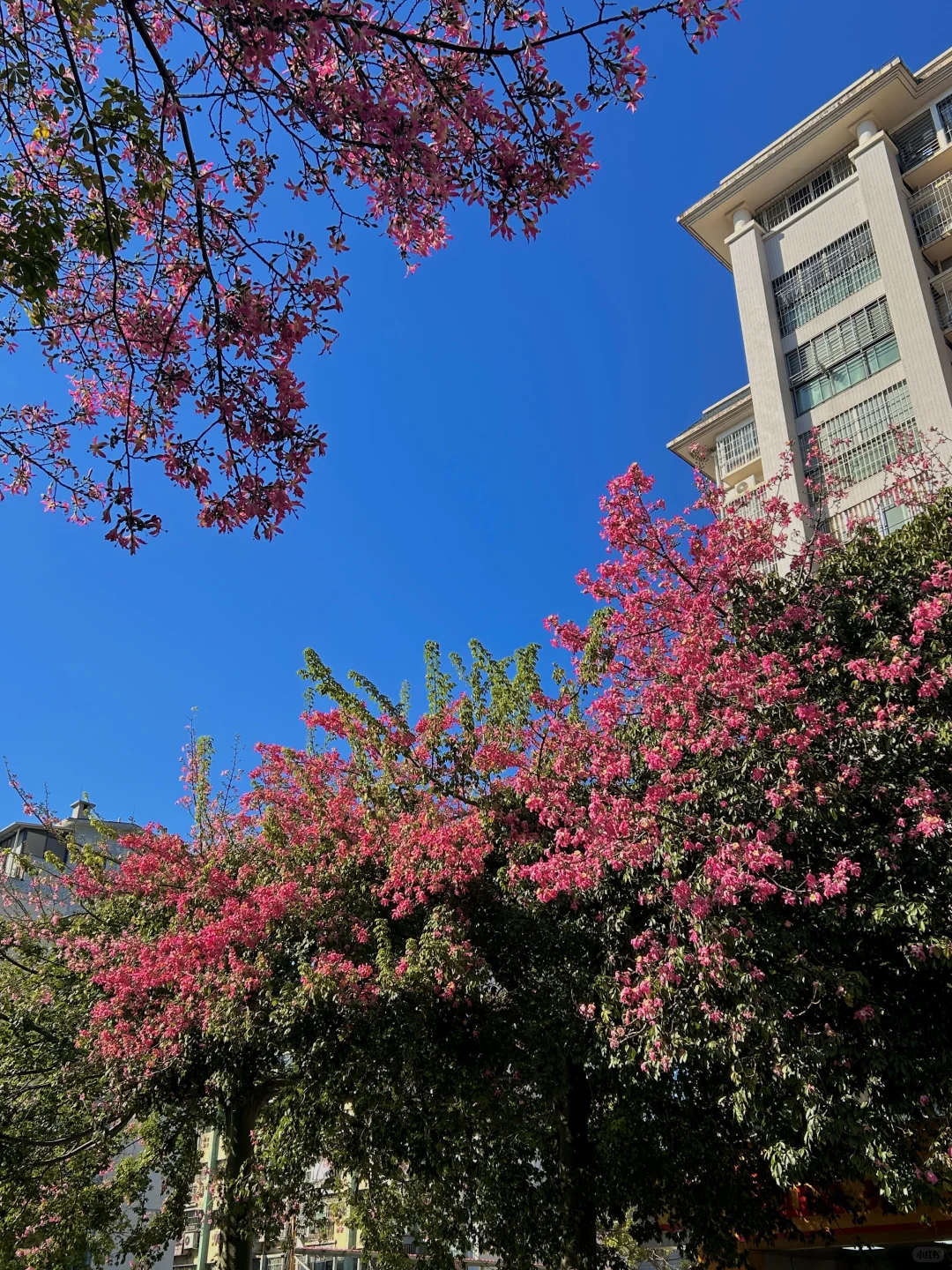 柳州11.13实况。。异木棉爆开啦！！