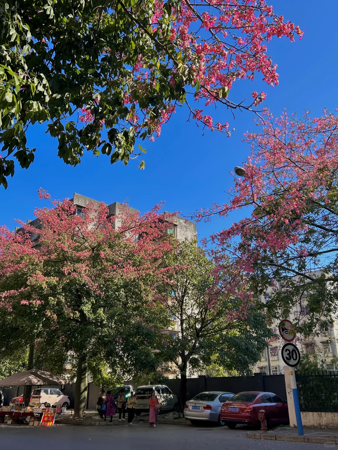 柳州11.13实况。。异木棉爆开啦！！