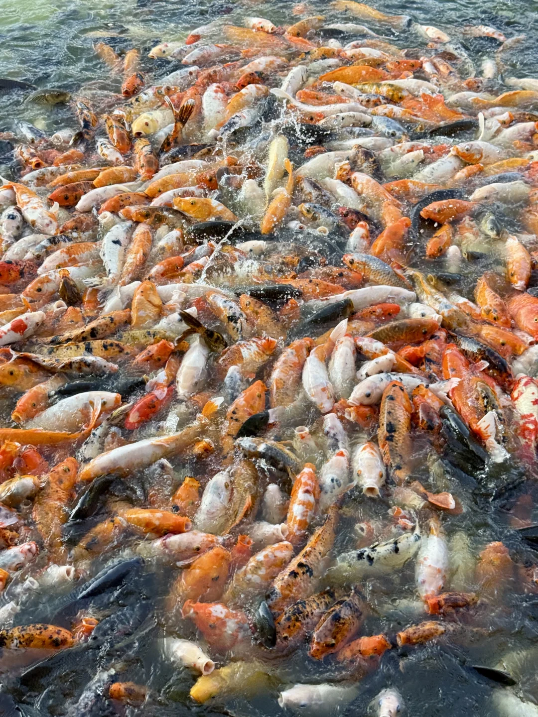 南宁青秀山4️⃣小时，不费脚！出片机位全攻略