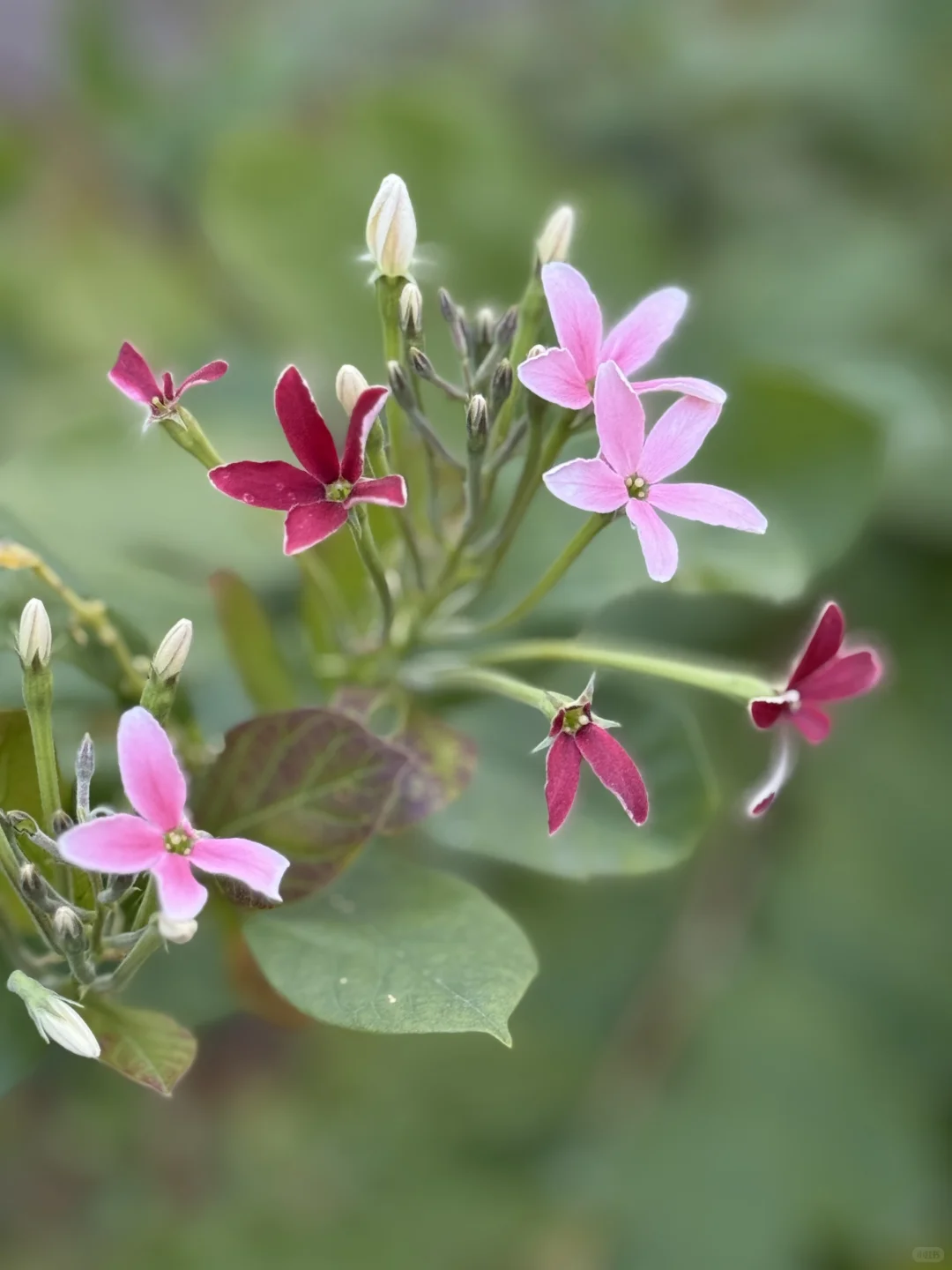 mini么去柳州动物园看大熊猫明浜&蜀琳