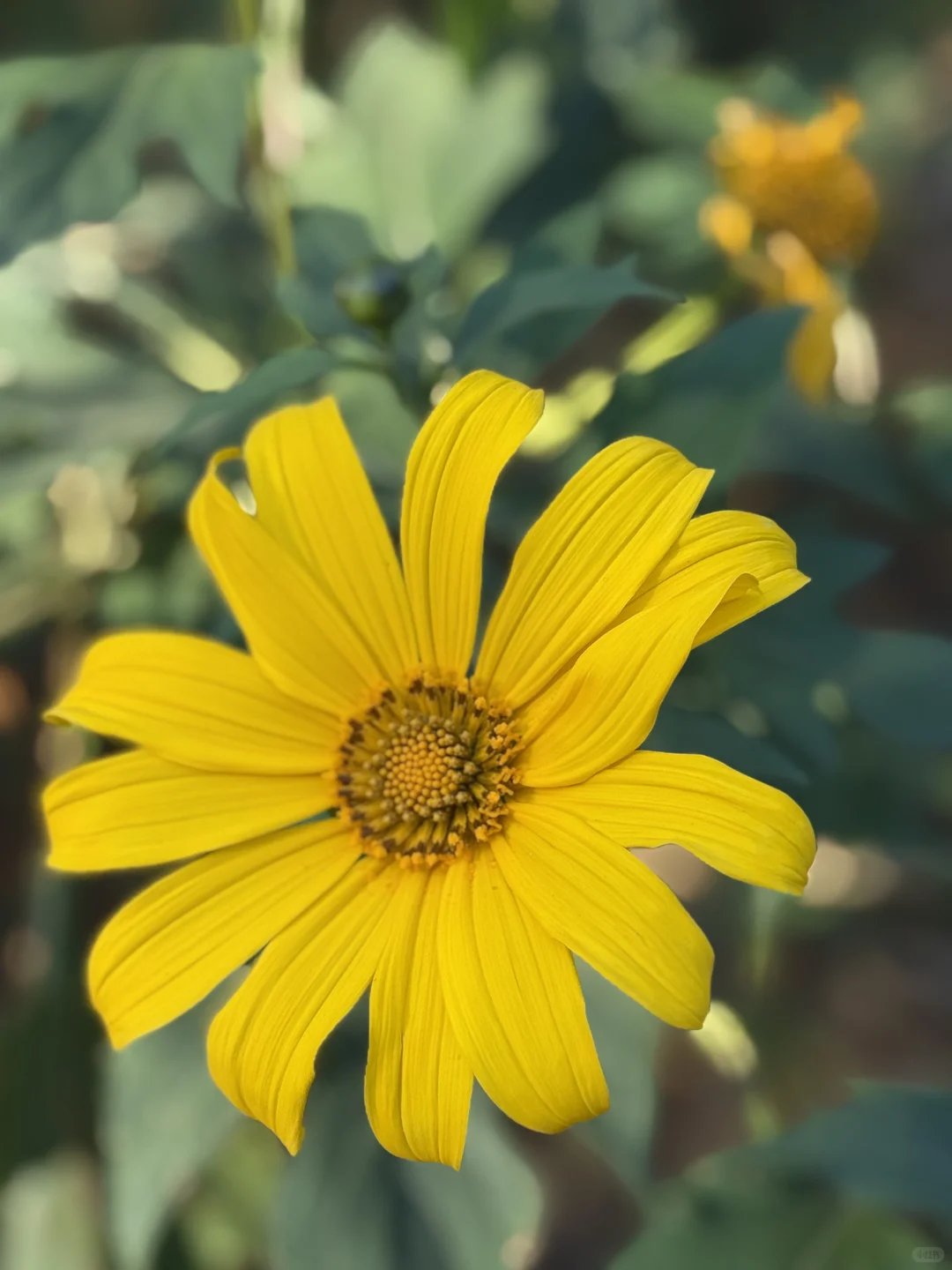 mini么去柳州动物园看大熊猫明浜&蜀琳