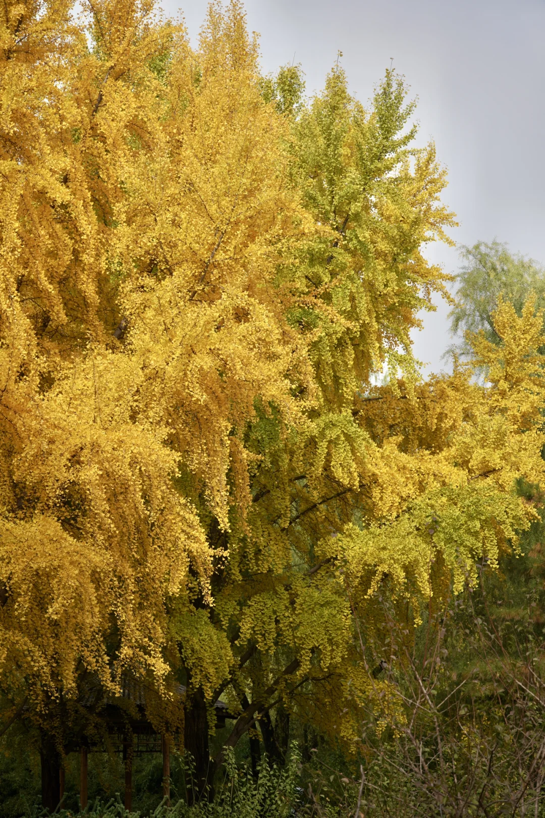南宁周末两天赏秋攻略🍁看着一篇就够啦‼️