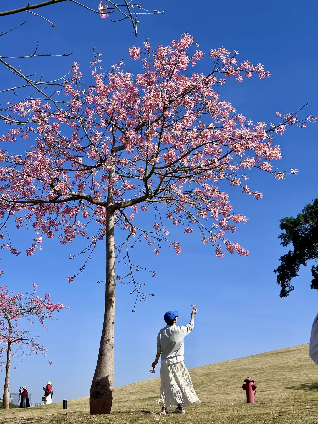 11.27青秀山实况！美得像童话