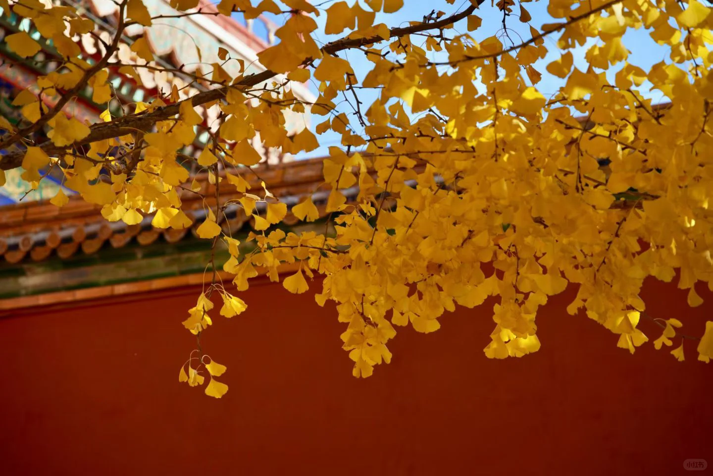 南宁周末两天赏秋攻略🍁看着一篇就够啦‼️