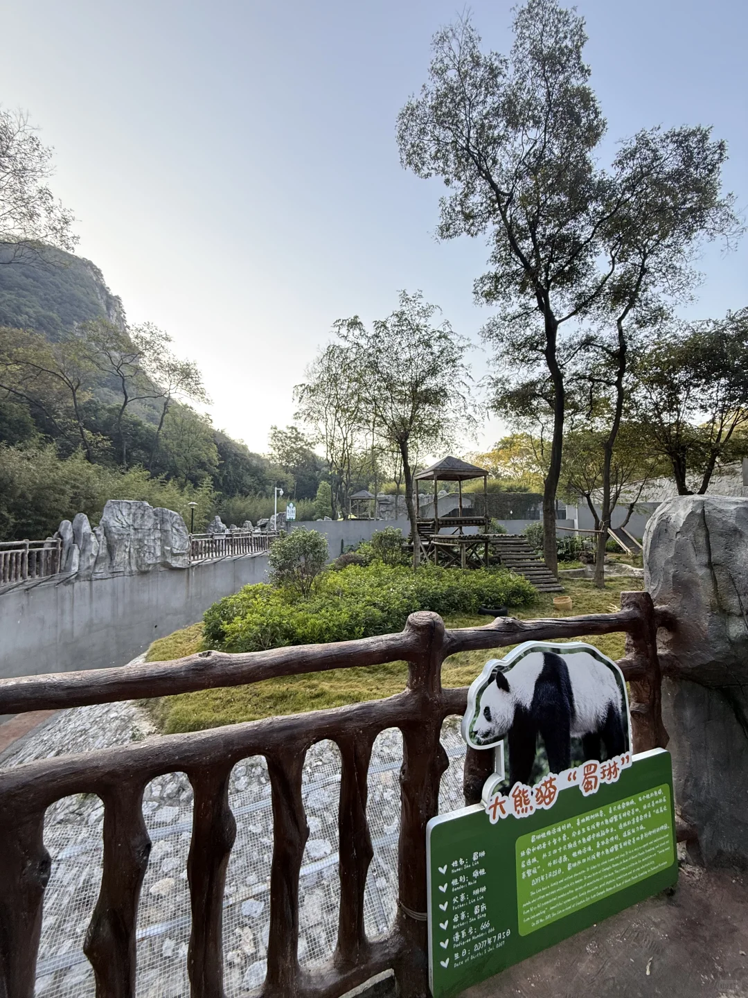 mini么去柳州动物园看大熊猫明浜&蜀琳