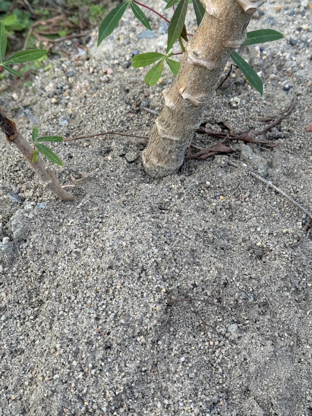 古茗为什么只要“防城港木薯”？