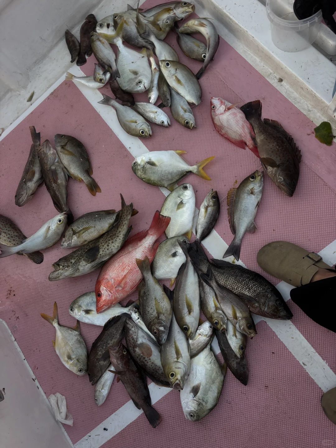 🎣总要海钓一次吧|广西防城港海钓全攻略