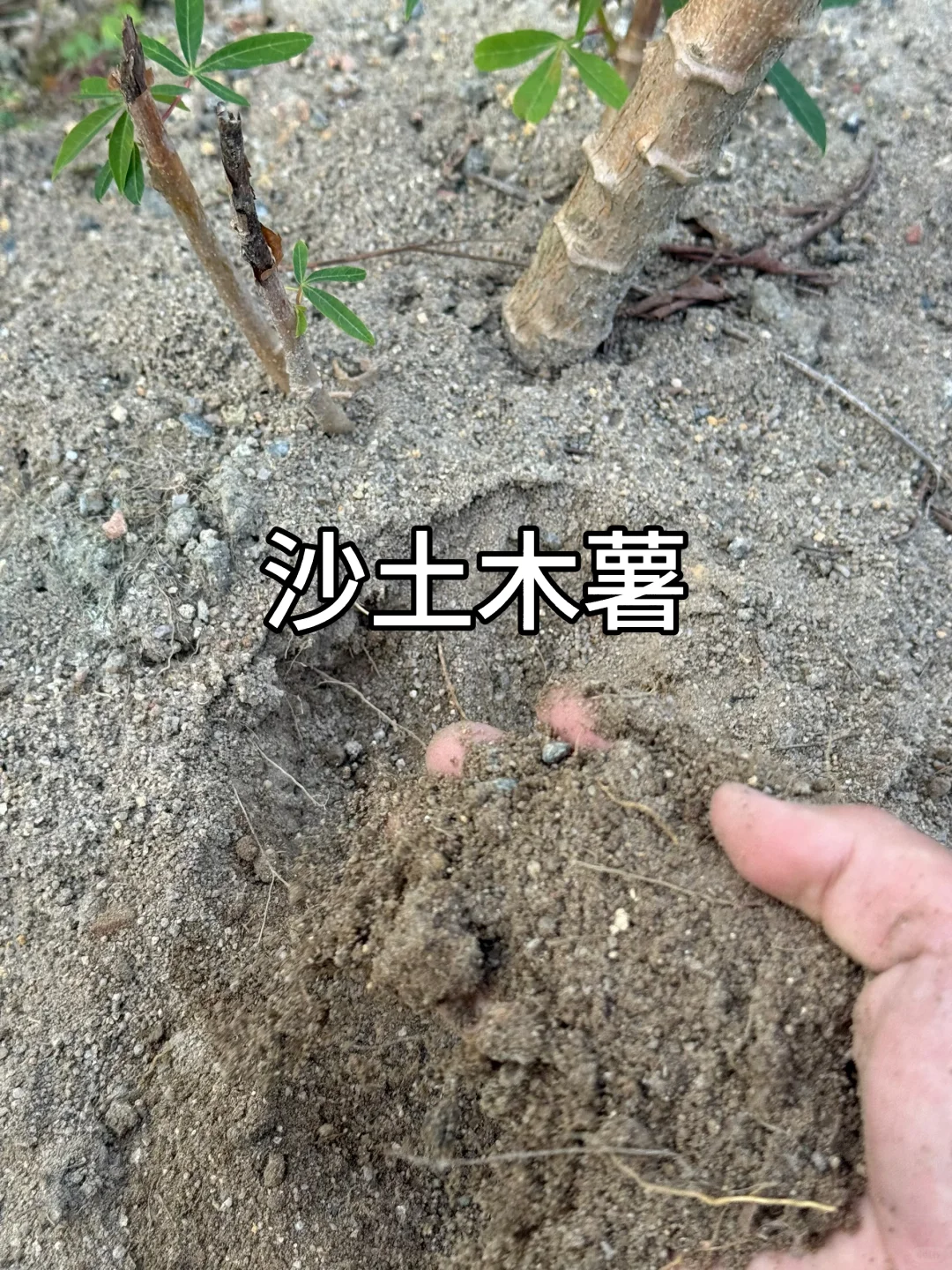 古茗为什么只要“防城港木薯”？