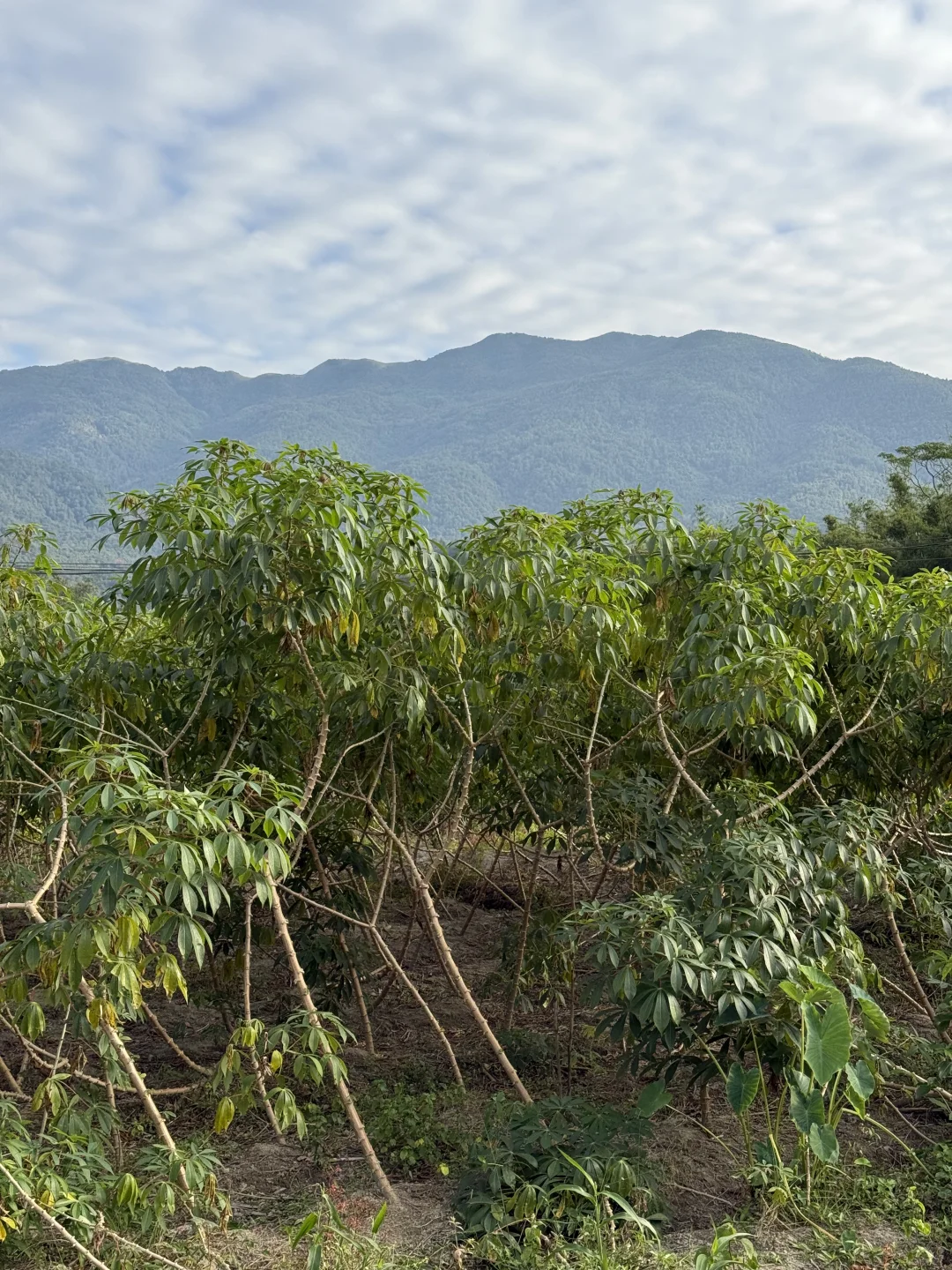 古茗为什么只要“防城港木薯”？
