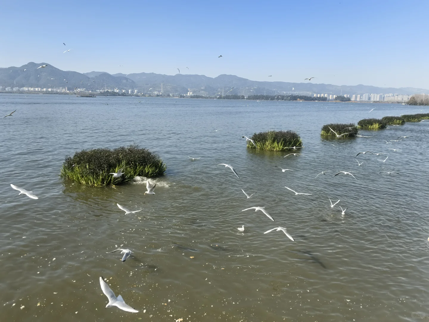 穿着申花跑马-出发！上合昆明
