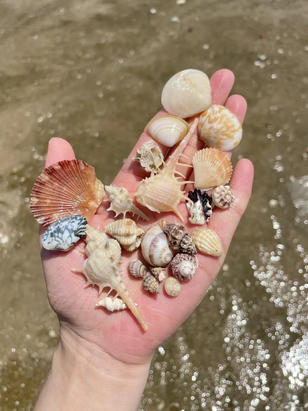 带娃赶海追粉海豚🐬娃玩的不想回家😂