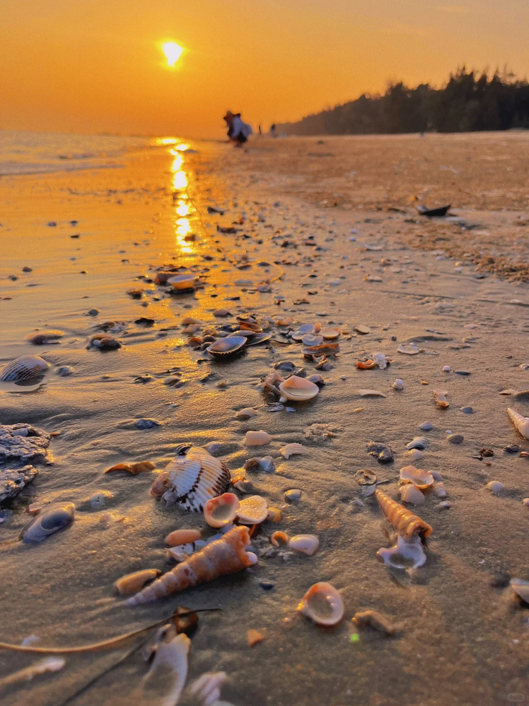 防城港捡贝壳🐚捡到腰直不起来🤪