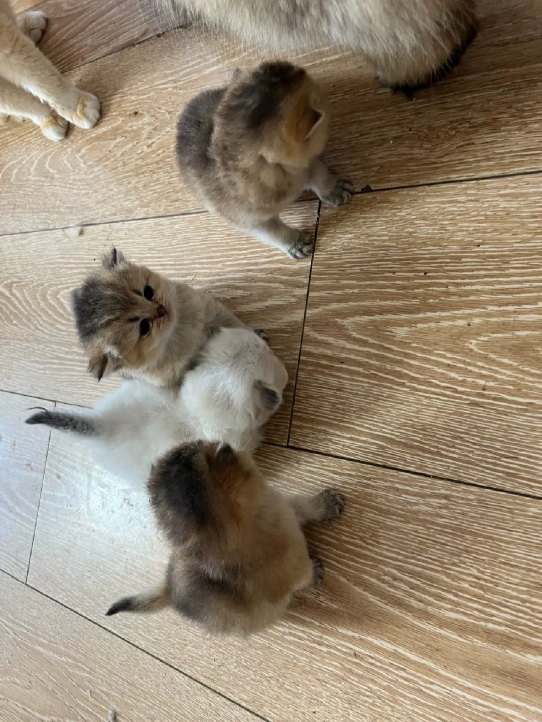 防城港家庭繁育五只两个月25色号金渐