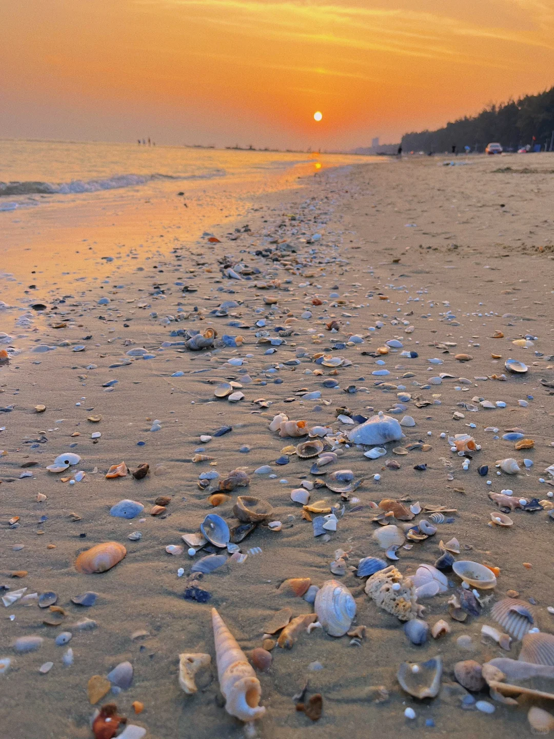 防城港捡贝壳🐚捡到腰直不起来🤪