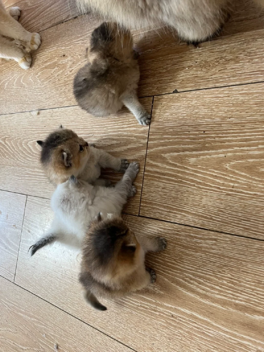 防城港家庭繁育五只两个月25色号金渐