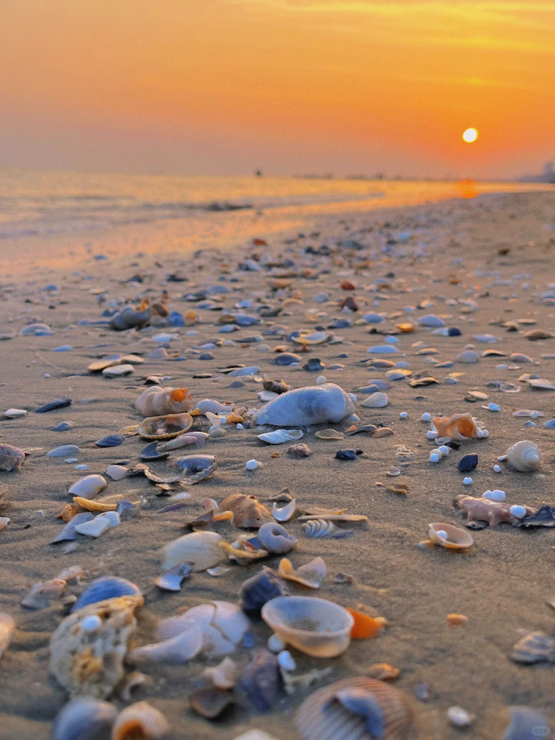 防城港捡贝壳🐚捡到腰直不起来🤪