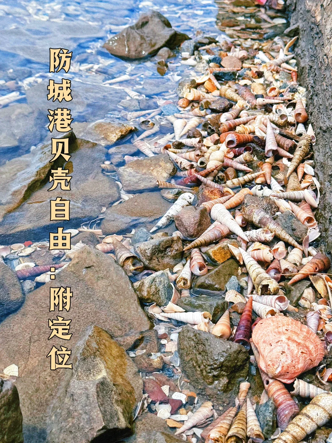 防城港贝壳自由！（附位置）