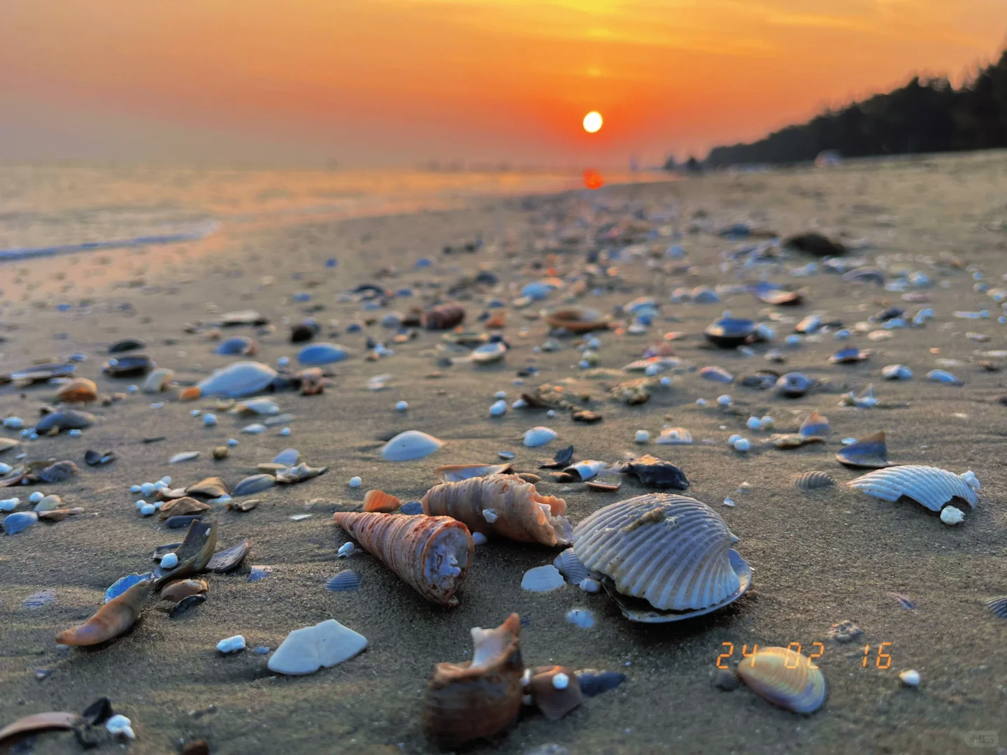 防城港捡贝壳🐚捡到腰直不起来🤪