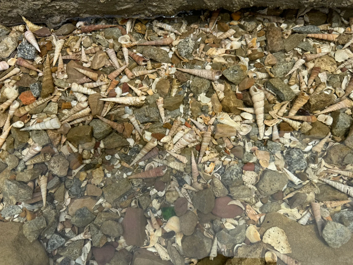 防城港贝壳自由！（附位置）