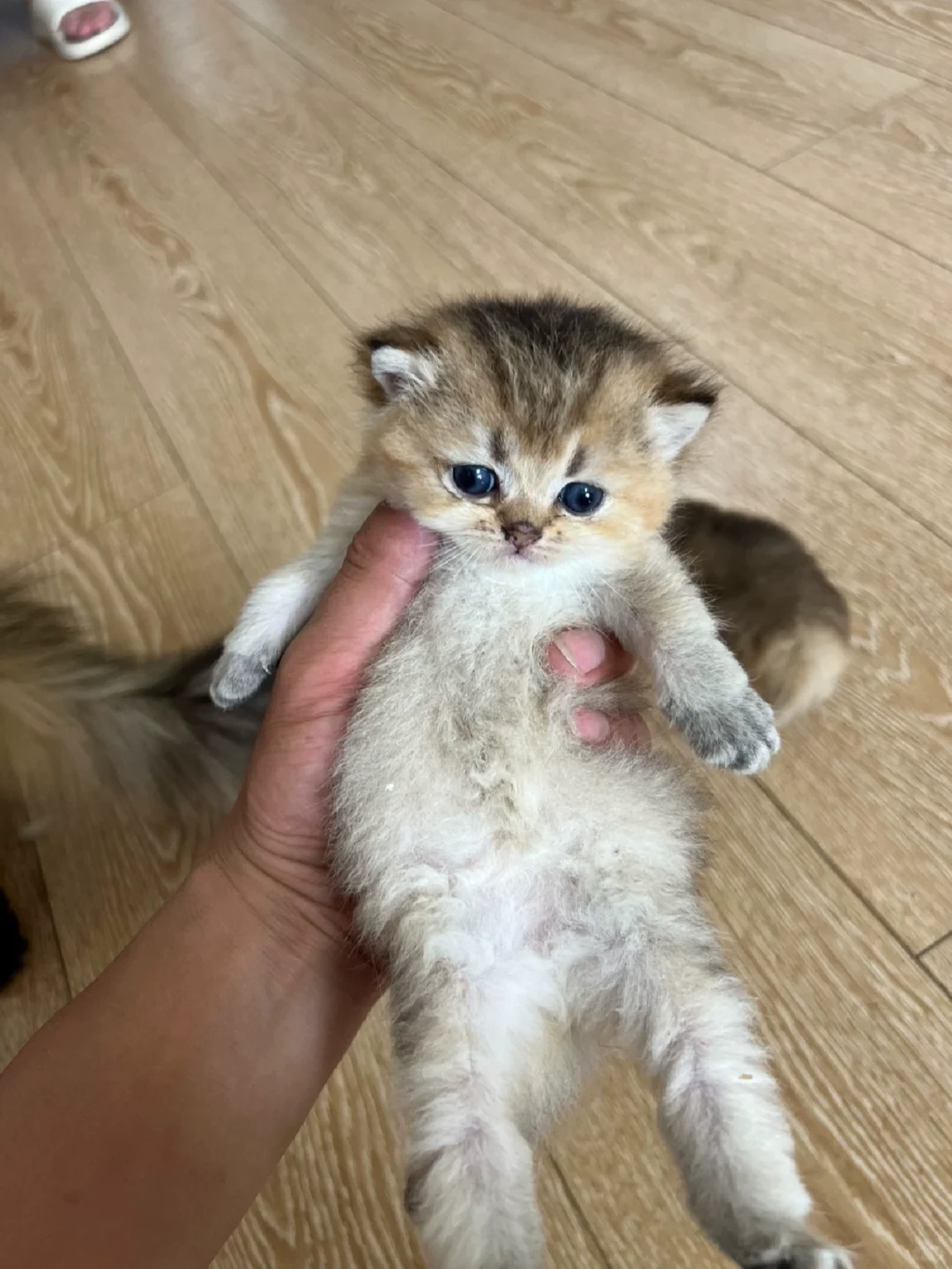 防城港家庭繁育五只两个月25色号金渐