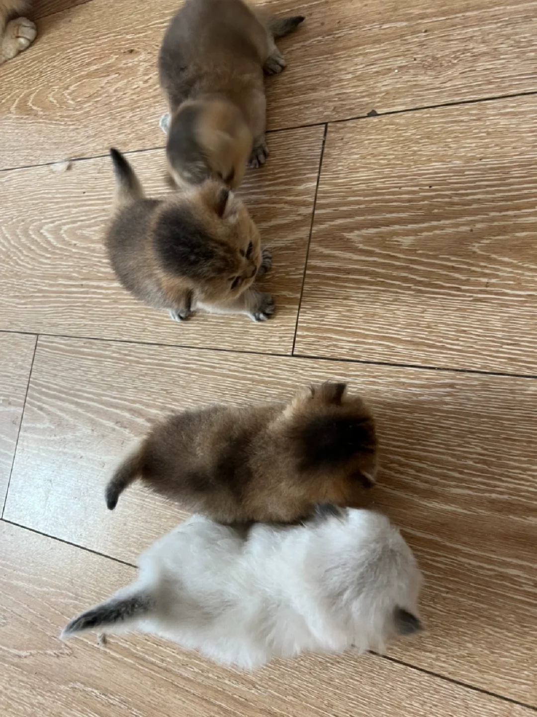 防城港家庭繁育五只两个月25色号金渐