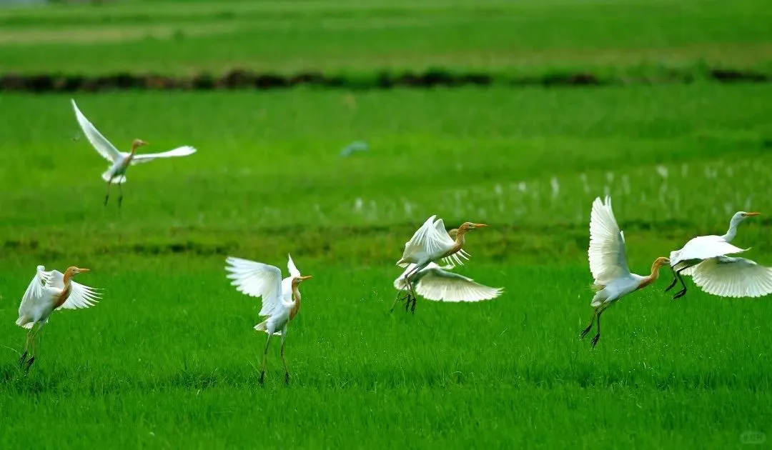 防城港——中国西南门户，华夏边陲明珠