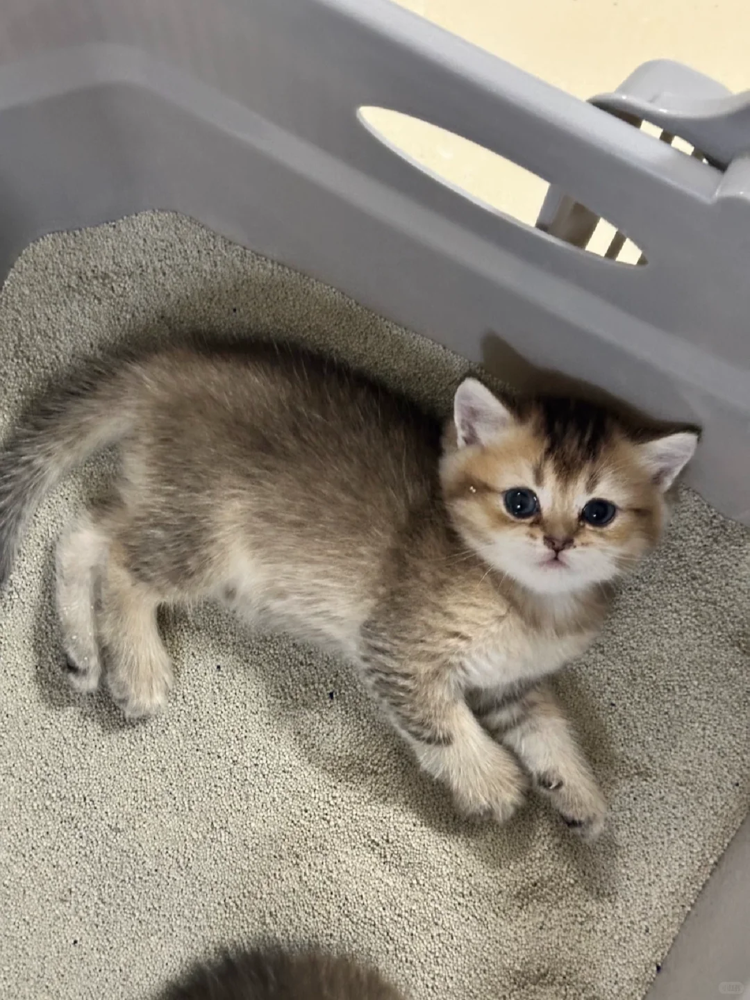 防城港家庭繁育五只两个月25色号金渐