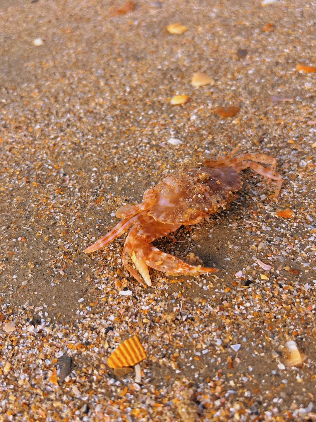 防城港捡贝壳🐚捡到腰直不起来🤪