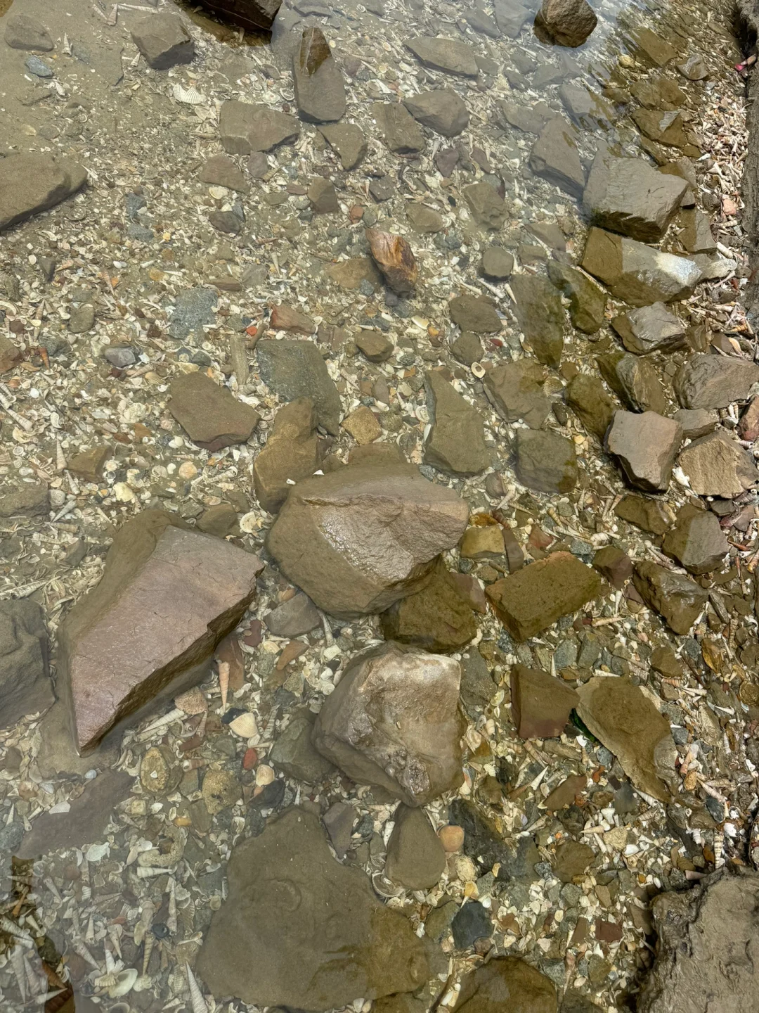 防城港贝壳自由！（附位置）