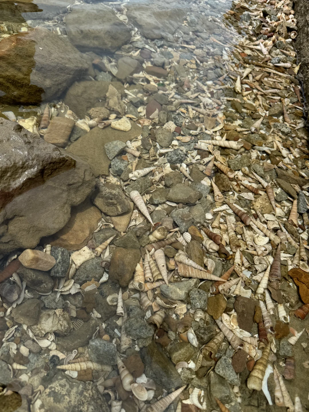 防城港贝壳自由！（附位置）