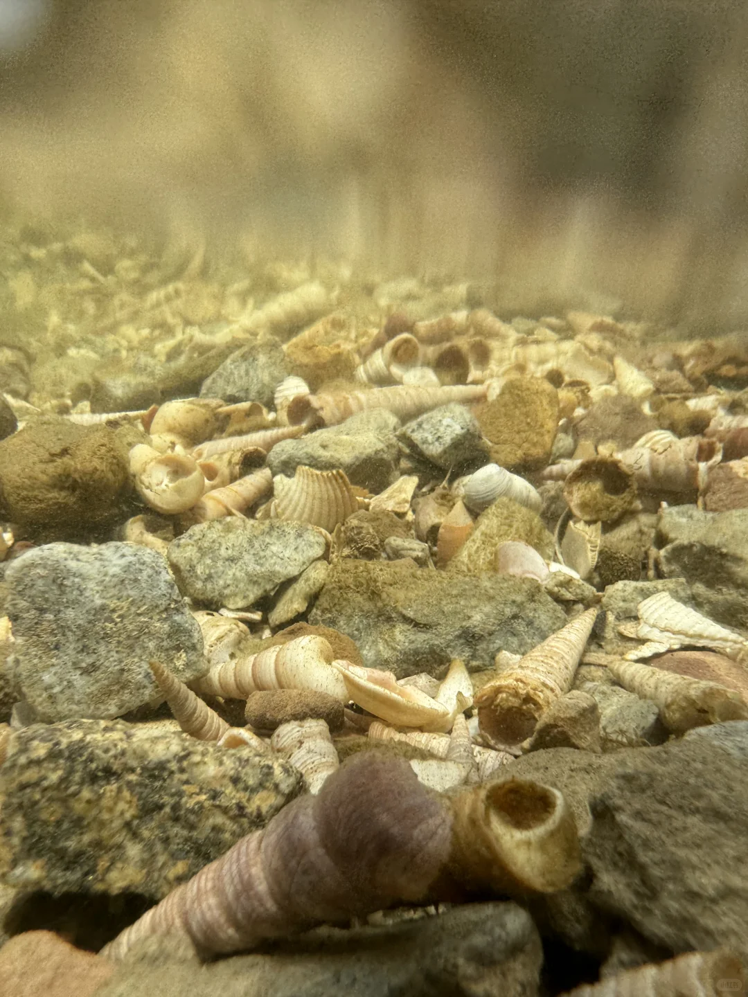 防城港贝壳自由！（附位置）