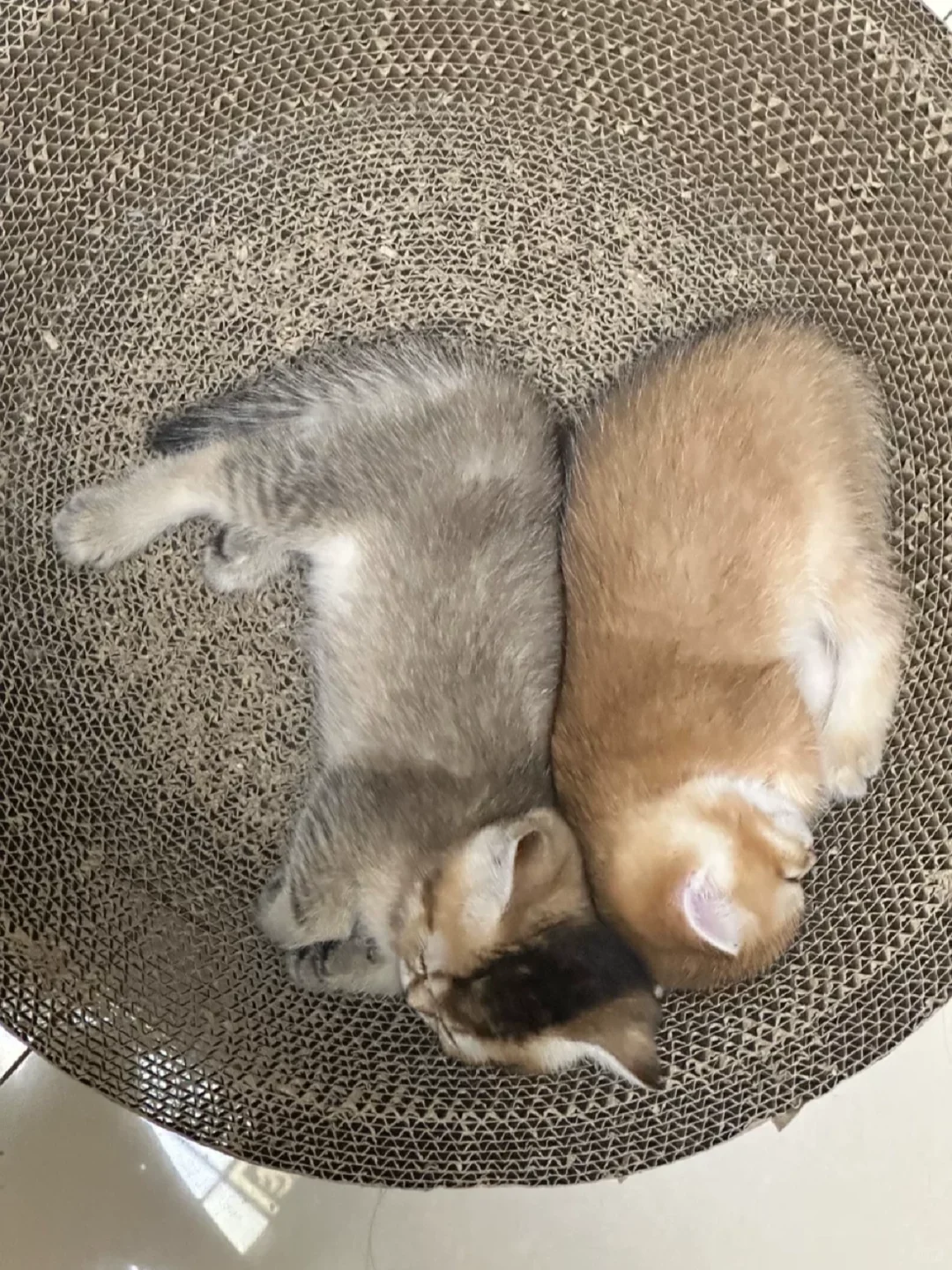 防城港家庭繁育五只两个月25色号金渐